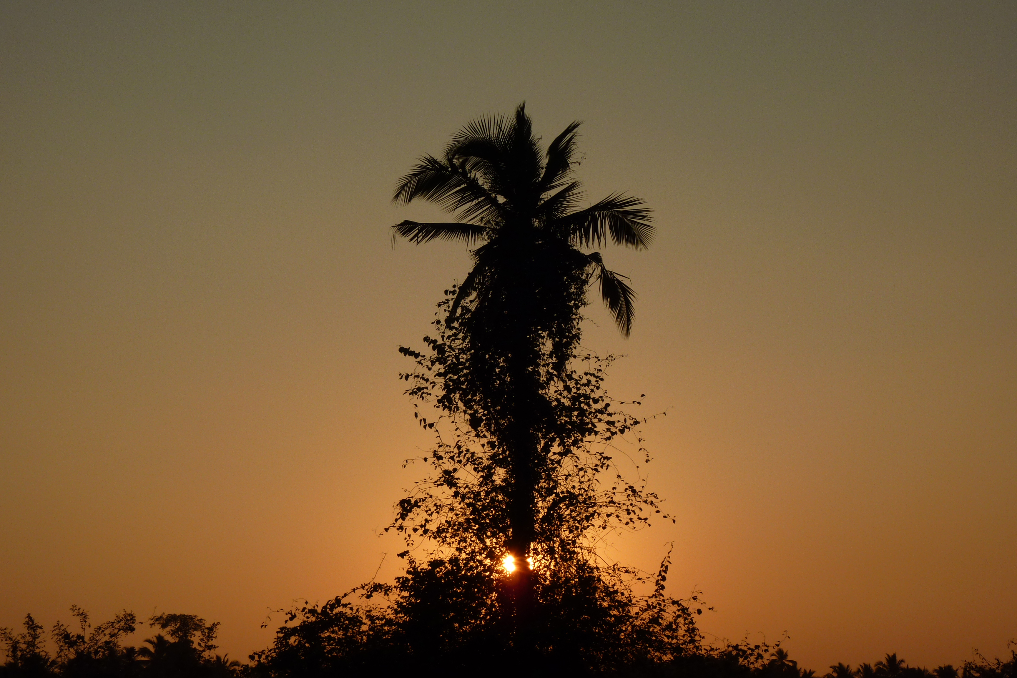 Coconut tree